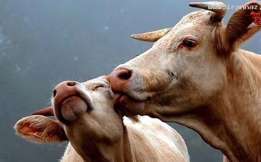 عکس مهر و محبت حیوانات مختلف جهان برای یکدیگر