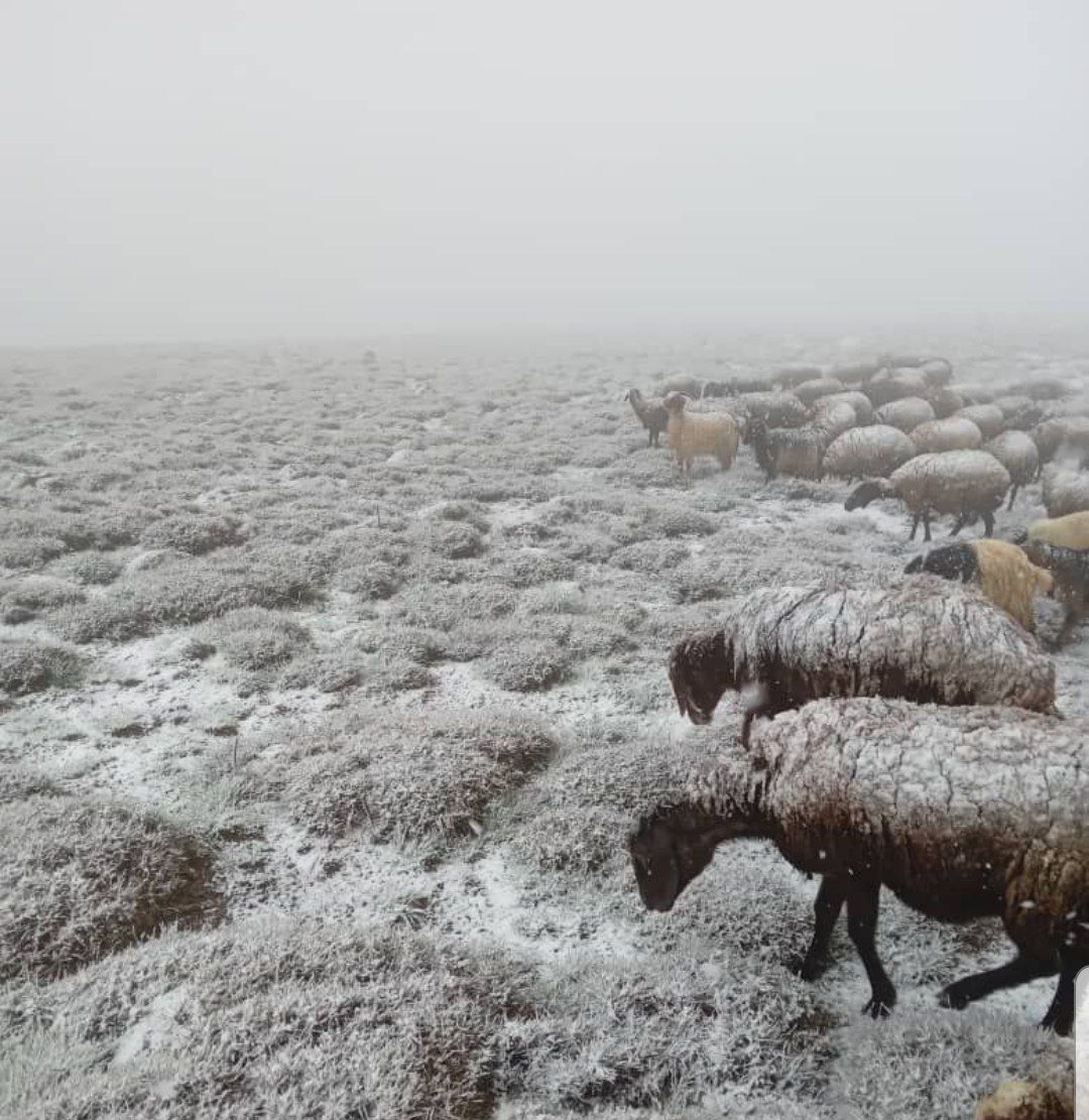 برف غافل گیر کننده بهاری اردبیل در دهه سوم اردیبهشت ماه