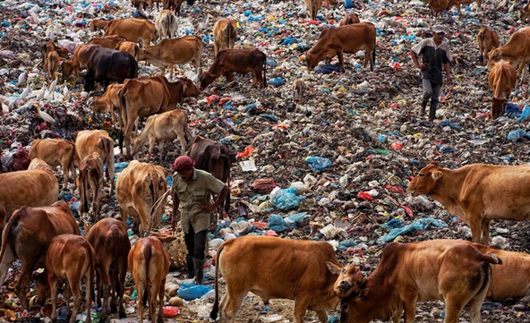 عکس غیربهداشتی خوردن زباله توسط گاوها
