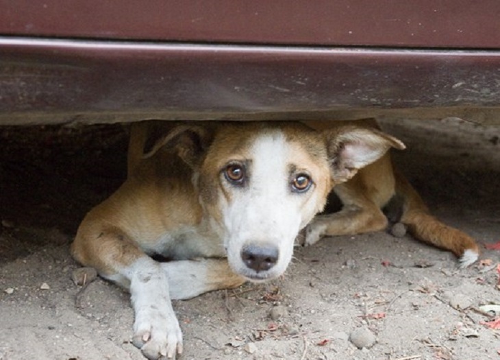 ادعای نادرست آسیب سگ ها و غذارسانی به محیط زیست