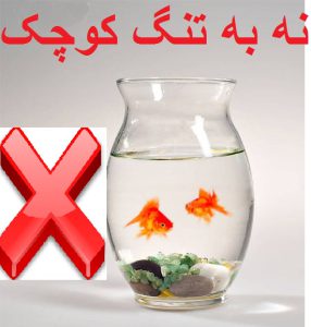 نه به تنگ ماهی کوچک 286x300 - ظرف و تنگ ماهی کوچک ممنوع/ بلای ظروف کوچک برای ماهیها