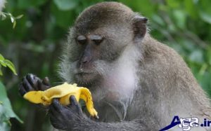 غذا خوردن میمون باهوش بامزه