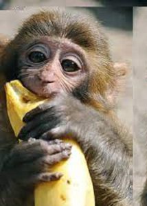 میمون در حال خوردن موز