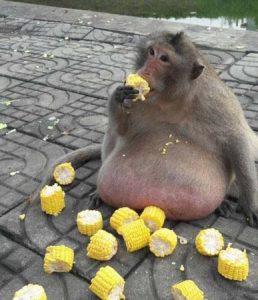 غذا خوردن میمون های بامزه