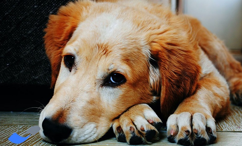 نادرست بودن کشتار سگها/ غذارسانی باعث افزایش جمعیت سگ نمی شود