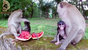 میمون تشنه خوردن آب هندوانه