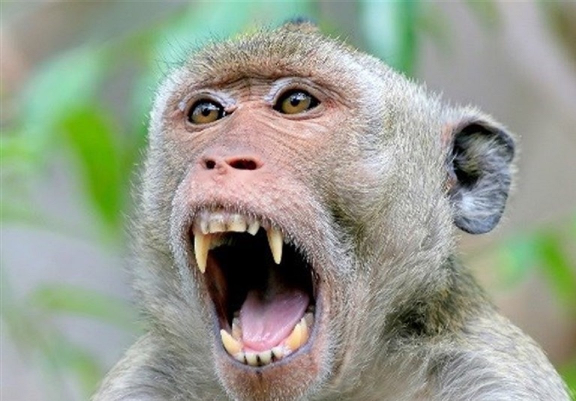 عکس های جالب از غذا و هندوانه خوردن میمون های شیطون