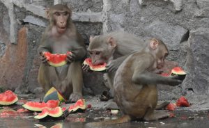 گرمای هوا و میمون ها
