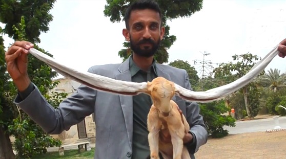 عکس عجایب خلقت و گوش درازترین حیوان جهان در پاکستان