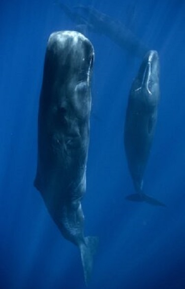عکسهایی از خواب نهنگ