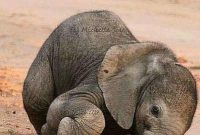عکس زیبای کمک فیل مادر به بچه در جنگل